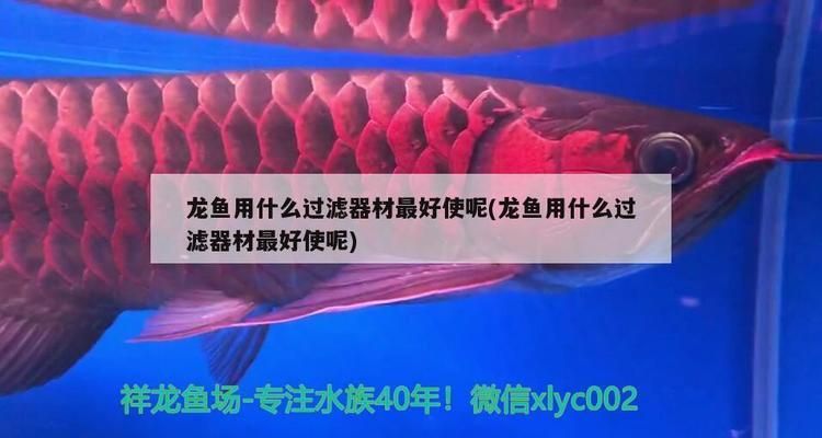 金龍魚用什么過濾器材最好vs祥龍魚場：金龍魚專用過濾器材品牌