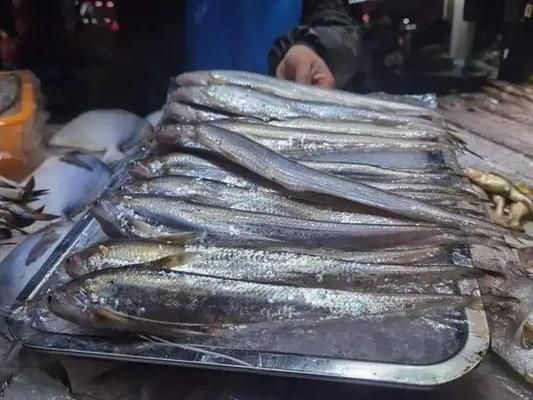 龍魚不開口吃食咋辦：關于龍魚不開口吃食的問題 水族問答 第2張