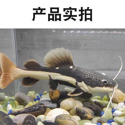 龍魚缸水泵要一直開著嗎為什么vs祥龍魚場：如何正確維護(hù)龍魚缸水泵 vs祥龍魚場 第5張