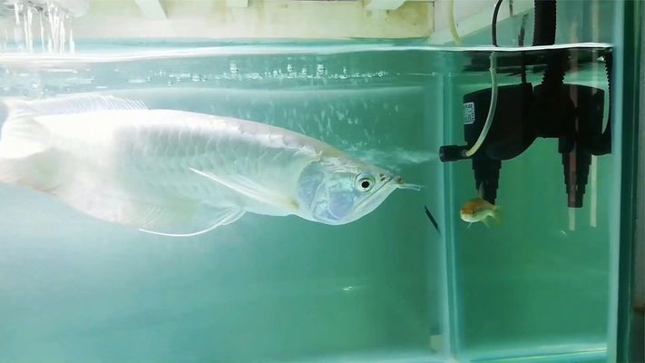 銀龍魚苗飼料蛋白質含量標準：銀龍魚苗飼料品牌推薦，銀龍魚苗飼料脂肪含量標準 龍魚百科 第5張