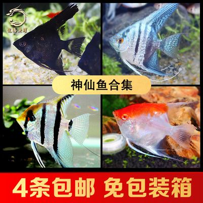 龍魚(yú)和神仙魚(yú)：龍魚(yú)和神仙魚(yú)在飼養(yǎng)時(shí)需要特別注意生活習(xí)性和飼養(yǎng)要求 龍魚(yú)百科 第5張