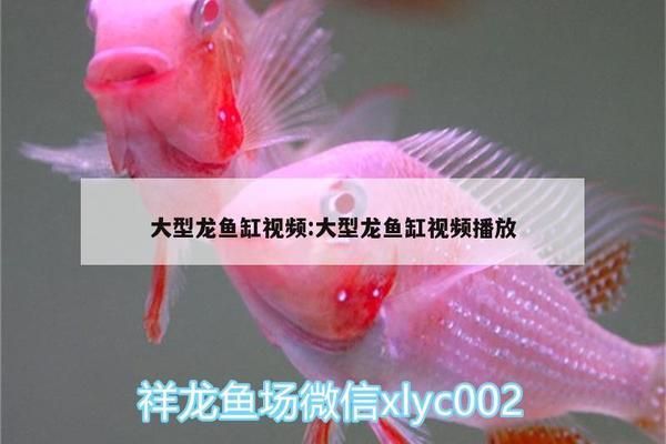 龍魚(yú)缸需要造浪泵嗎vs祥龍魚(yú)場(chǎng)：祥龍魚(yú)場(chǎng)的龍魚(yú)品種，如何選擇合適的造浪泵 vs祥龍魚(yú)場(chǎng) 第4張