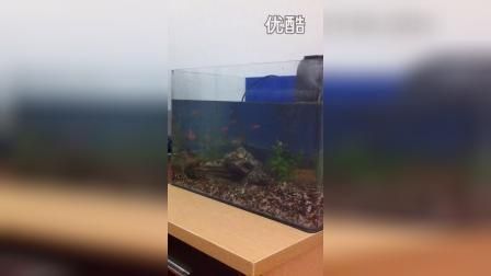 龍魚翻腮是什么樣子vs祥龍魚場：如何治療龍魚翻腮，祥龍魚場的評價