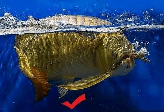 龍魚(yú)翻肚皮了急救措施vs祥龍魚(yú)場(chǎng)：龍魚(yú)翻肚急救措施 vs祥龍魚(yú)場(chǎng) 第3張