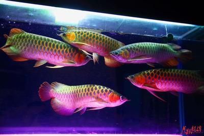 紅龍魚(yú)用led燈和燈管的區(qū)別在哪：關(guān)于紅龍魚(yú)使用led燈和燈管的一些關(guān)鍵信息 龍魚(yú)百科 第4張