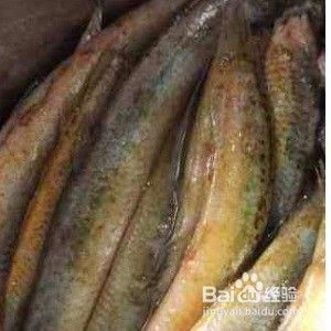 給龍魚喂泥鰍需要去除內(nèi)臟嗎vs祥龍魚場：給龍魚喂食泥鰍之前需要去除內(nèi)臟嗎？ vs祥龍魚場 第4張