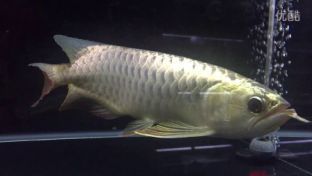 龍魚多大不會(huì)掉眼：龍魚多大時(shí)不會(huì)掉眼 龍魚百科 第3張