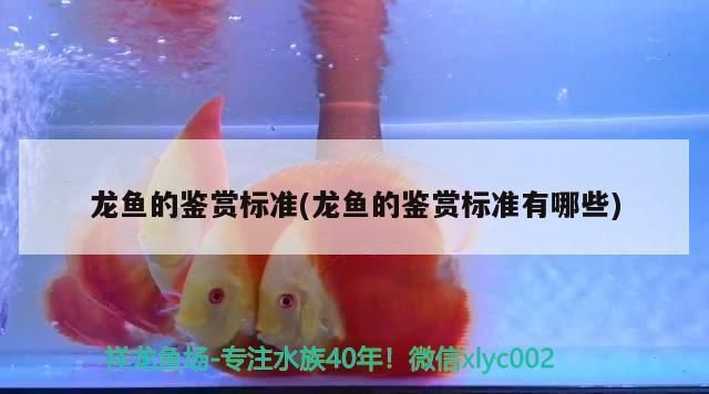 龍魚 品相vs祥龍魚場：祥龍魚場挑選品相好的龍魚可以從以下幾個(gè)方面入手