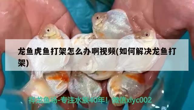 龍魚打架厲害嗎vs祥龍魚場(chǎng)：如何防止龍魚之間的打斗 vs祥龍魚場(chǎng) 第28張