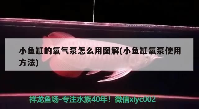 龍魚缸氧氣泵用不用一直開著vs祥龍魚場：龍魚缸氧氣泵使用指南 vs祥龍魚場 第3張