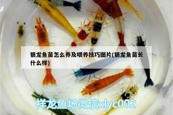 銀龍魚苗光照強度調(diào)節(jié)技巧：銀龍魚光照強度調(diào)節(jié)技巧 龍魚百科 第1張