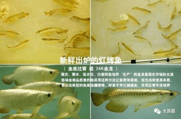 龍魚的鱗片vs祥龍魚場：祥龍魚場的養(yǎng)殖技術(shù) vs祥龍魚場 第5張