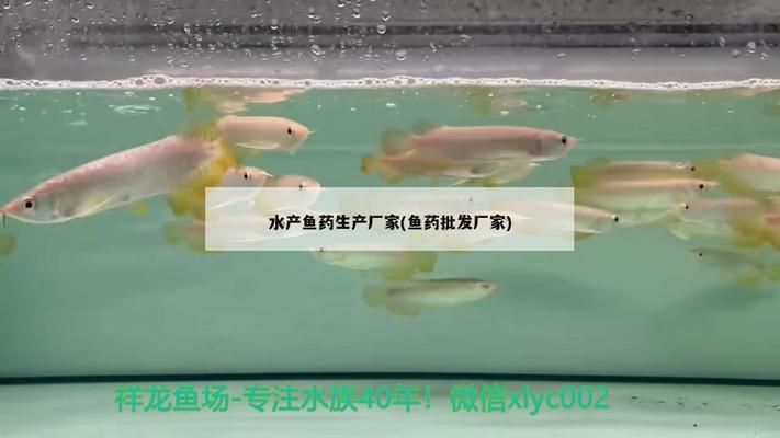 龍魚大白片是什么藥vs祥龍魚場：龍魚大白片與祥龍魚場的區(qū)別 vs祥龍魚場 第5張