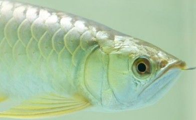 龍魚(yú)水霉用什么藥效果好：龍魚(yú)水霉病的治療方法 龍魚(yú)百科 第2張