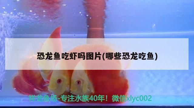 龍魚吃冷凍蝦vs祥龍魚場：龍魚可以吃冷凍蝦