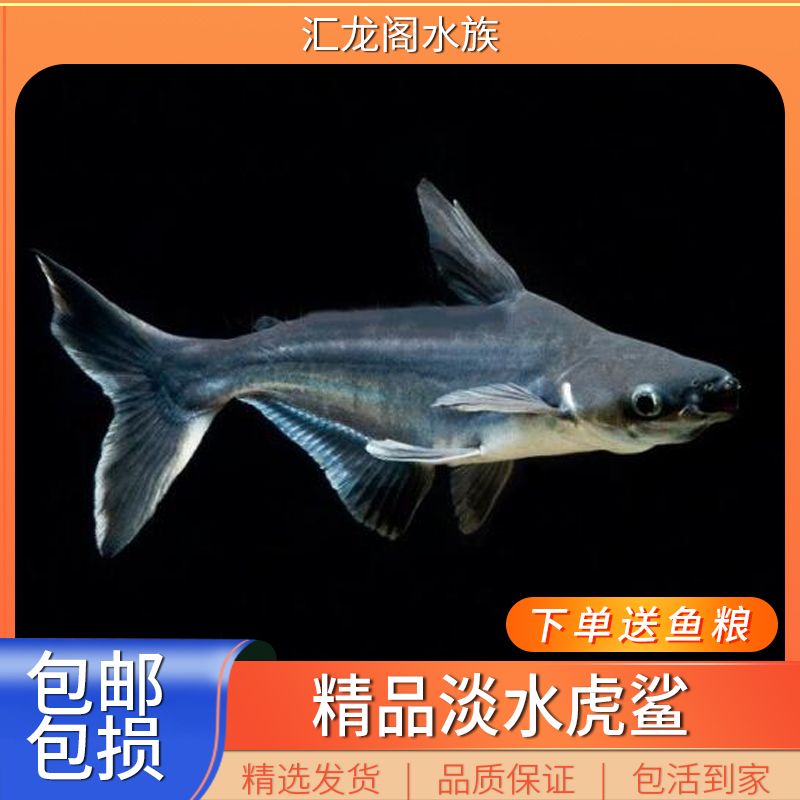 龍魚可以和虎頭鯊一起飼養(yǎng)嗎：龍魚與虎頭鯊可以混養(yǎng)嗎 龍魚百科 第5張