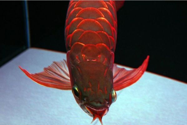 龍魚(yú)缸溫度多少要停食了vs祥龍魚(yú)場(chǎng)：祥龍魚(yú)場(chǎng)評(píng)價(jià)如何，龍魚(yú)停食期管理要點(diǎn)