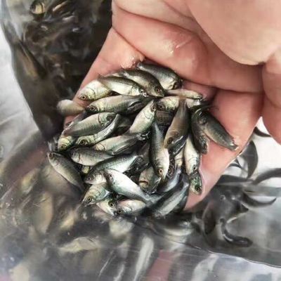 龍魚不愿意吃食怎么辦：-觀察龍魚是否因?yàn)榧膊《芙^攝入食物 水族問答 第1張