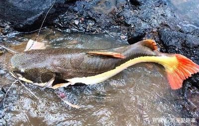 龍魚不愿意游怎么回事：為什么龍魚不愿意游動？ 水族問答 第2張