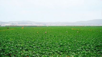 龍魚的飼料vs祥龍魚場：龍魚飼料與祥龍魚場的關系，龍魚飼料的種類及其選擇要點