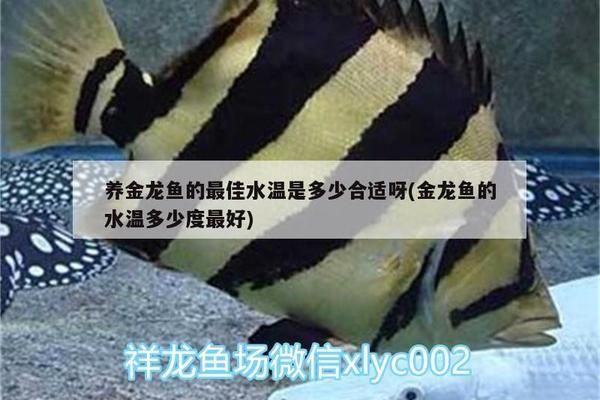 金龍魚的水溫多少合適vs祥龍魚場：金龍魚的適宜水溫與祥龍魚場之間的差異，金龍魚的養(yǎng)殖技術(shù)要點