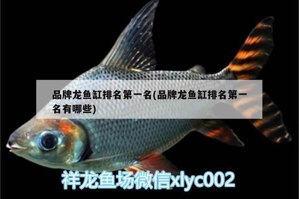 龍魚缸哪個品牌好vs祥龍魚場：龍魚缸品牌對比評測