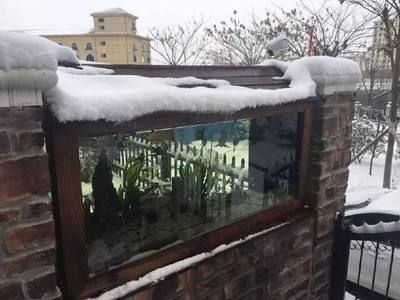 雪龍魚水族箱布置技巧：雪龍魚水族箱布置技巧對(duì)于提高觀賞效果至關(guān)重要 龍魚百科 第5張