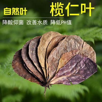 欖仁葉降酸效果的科學依據(jù)：關(guān)于欖仁葉降酸的科學依據(jù) 龍魚百科 第1張