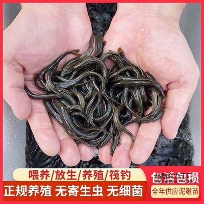 龍魚(yú)得了外寄怎么治療vs祥龍魚(yú)場(chǎng)：龍魚(yú)外寄生蟲(chóng)用什么藥治療龍魚(yú)外寄生蟲(chóng)用什么藥治療 vs祥龍魚(yú)場(chǎng) 第23張