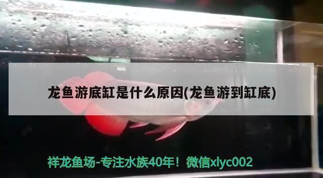 龍魚一直在缸底游是什么原因：如何判斷龍魚是否患病 龍魚百科 第1張