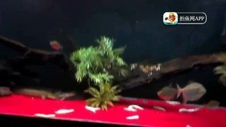 龍魚的養(yǎng)護(hù)與鑒賞方法vs祥龍魚場：如何正確地養(yǎng)護(hù)與鑒賞龍魚 vs祥龍魚場 第2張