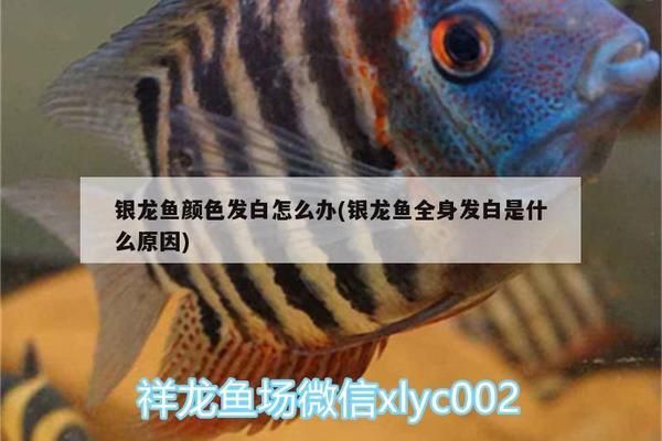 龍魚泛白是什么原因vs祥龍魚場：祥龍魚場的龍魚泛白可能由多種因素引起 vs祥龍魚場 第1張