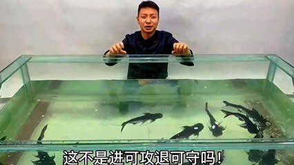 龍魚蹭缸趴缸是什么原因：-如何判斷龍魚蹭缸和趴缸的行為是否是健康問題導(dǎo)致的 水族問答 第1張