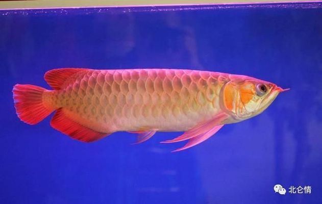 龍魚一般多少錢一斤：龍魚一般多少錢一斤？ 龍魚百科 第1張