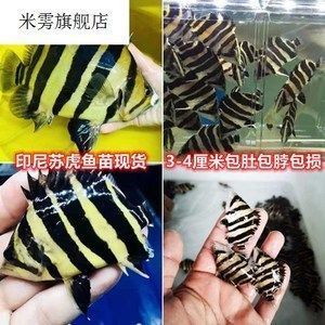 龍魚吃魚苗嗎vs祥龍魚場：龍魚會吃虎魚苗嗎 vs祥龍魚場 第6張