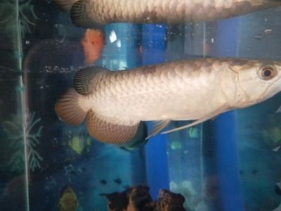 龍魚魚鱗掉了多久能恢復正常：龍魚掉了多久能恢復正常，龍魚掉鱗的預防措施有哪些 龍魚百科 第3張