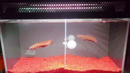 雷龍魚主食吃什么：雷龍魚專用g1飼料購買渠道 龍魚百科 第3張