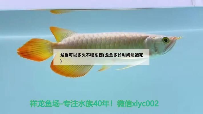 龍魚好長時間不吃食：龍魚最佳喂食頻率，改善龍魚水質(zhì)的方法 龍魚百科 第2張