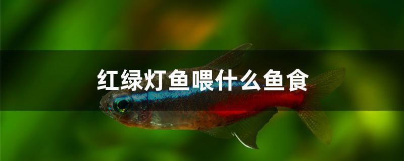 龍魚吃什么？vs祥龍魚場(chǎng)：關(guān)于龍魚飲食和祥龍魚場(chǎng)的基本概述 vs祥龍魚場(chǎng) 第1張