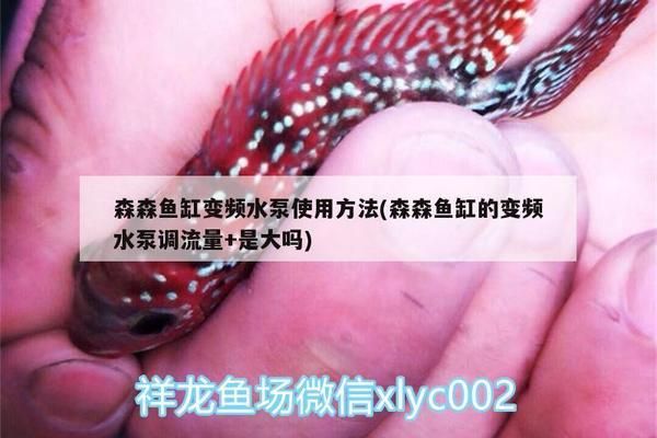 龍魚(yú)缸用多大的水泵vs祥龍魚(yú)場(chǎng)：龍魚(yú)缸用多大的水泵vs祥龍魚(yú)場(chǎng)水泵大小有一些參考信息 vs祥龍魚(yú)場(chǎng) 第4張