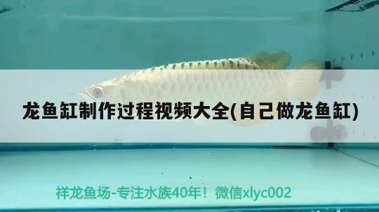 龍魚(yú)缸用多大的水泵vs祥龍魚(yú)場(chǎng)：龍魚(yú)缸用多大的水泵vs祥龍魚(yú)場(chǎng)水泵大小有一些參考信息 vs祥龍魚(yú)場(chǎng) 第5張