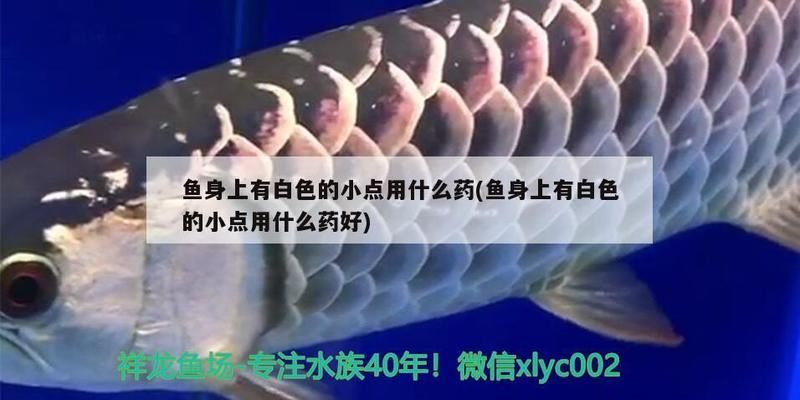 龍魚白點病多久能脫落啊vs祥龍魚場：龍魚白點病的恢復時間 vs祥龍魚場 第5張