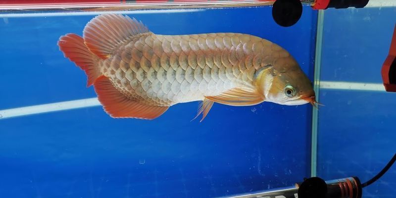 龍魚35度水溫行不？vs祥龍魚場：祥龍魚場評價如何,龍魚養(yǎng)殖注意事項,35度水溫對龍魚影響 vs祥龍魚場 第5張