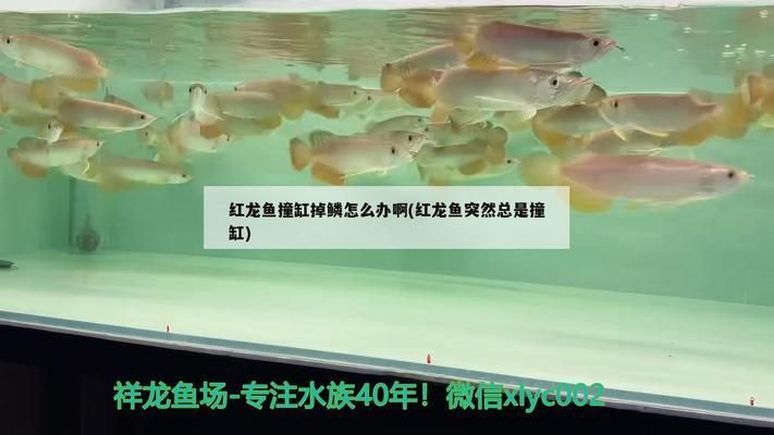 紅龍魚為什么撞缸掉鱗片vs祥龍魚場(chǎng)：紅龍魚撞缸原因分析 vs祥龍魚場(chǎng) 第2張