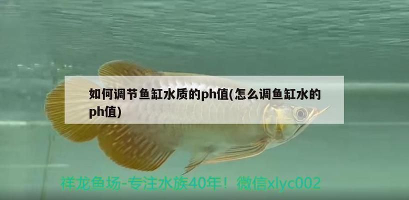 龍魚缸ph值高怎么降vs祥龍魚場：如何在魚缸內(nèi)調(diào)節(jié)水質(zhì)以降低龍魚ph值的自然方法