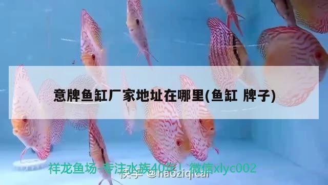 銀龍魚(yú)活食與顆粒飼料對(duì)比：銀龍魚(yú)活食與顆粒飼料對(duì)比：銀龍魚(yú)活食與顆粒飼料的對(duì)比 龍魚(yú)百科 第5張