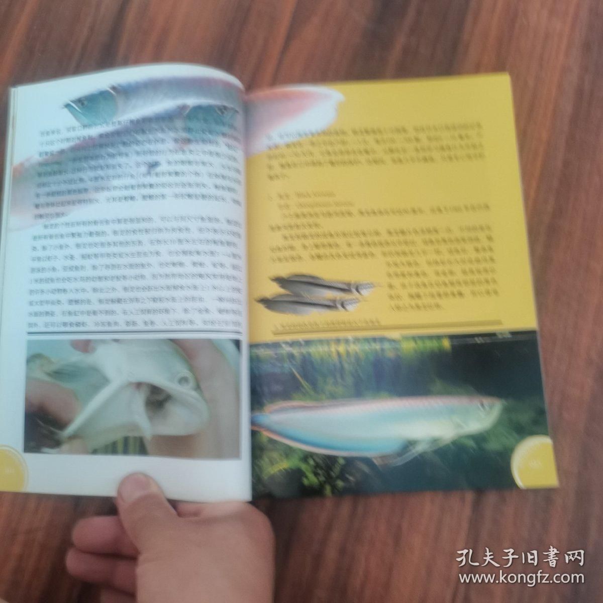 龍魚的養(yǎng)殖與鑒賞：關于龍魚養(yǎng)殖與鑒賞和鑒賞和鑒賞龍魚的詳細信息 龍魚百科 第5張