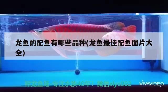 龍魚打傷vs祥龍魚場：祥龍魚眼睛被打傷了怎么辦(龍魚眼睛被打傷了怎么辦 vs祥龍魚場 第22張