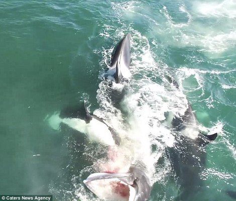 龍魚沉底不吃食：龍魚沉底不吃食怎么辦？ 水族問答 第2張