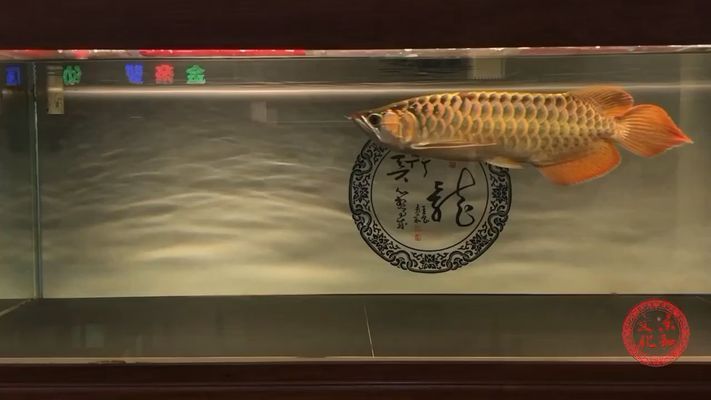 龍魚翻鰓后果是什么vs祥龍魚場(chǎng)：祥龍魚場(chǎng)的評(píng)價(jià)如何 vs祥龍魚場(chǎng) 第1張